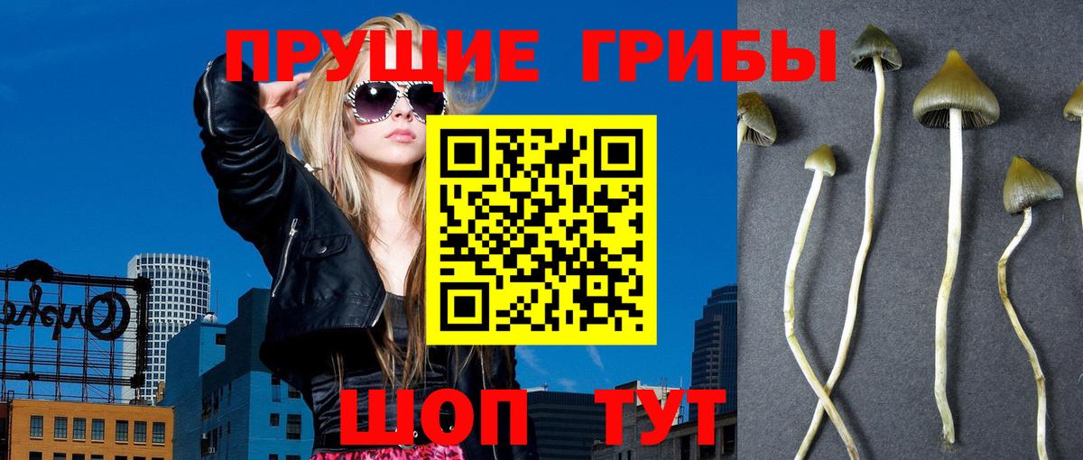 Галлюциногенные грибы MAGIC MUSHROOMS  наркошоп  Орехово-Зуево  Вход с VPN 